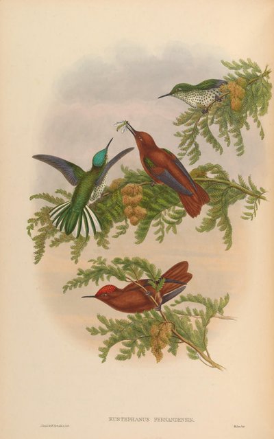 Eustephanus fernandensis = Sephanoides fernandensis fernandensis door John Gould
